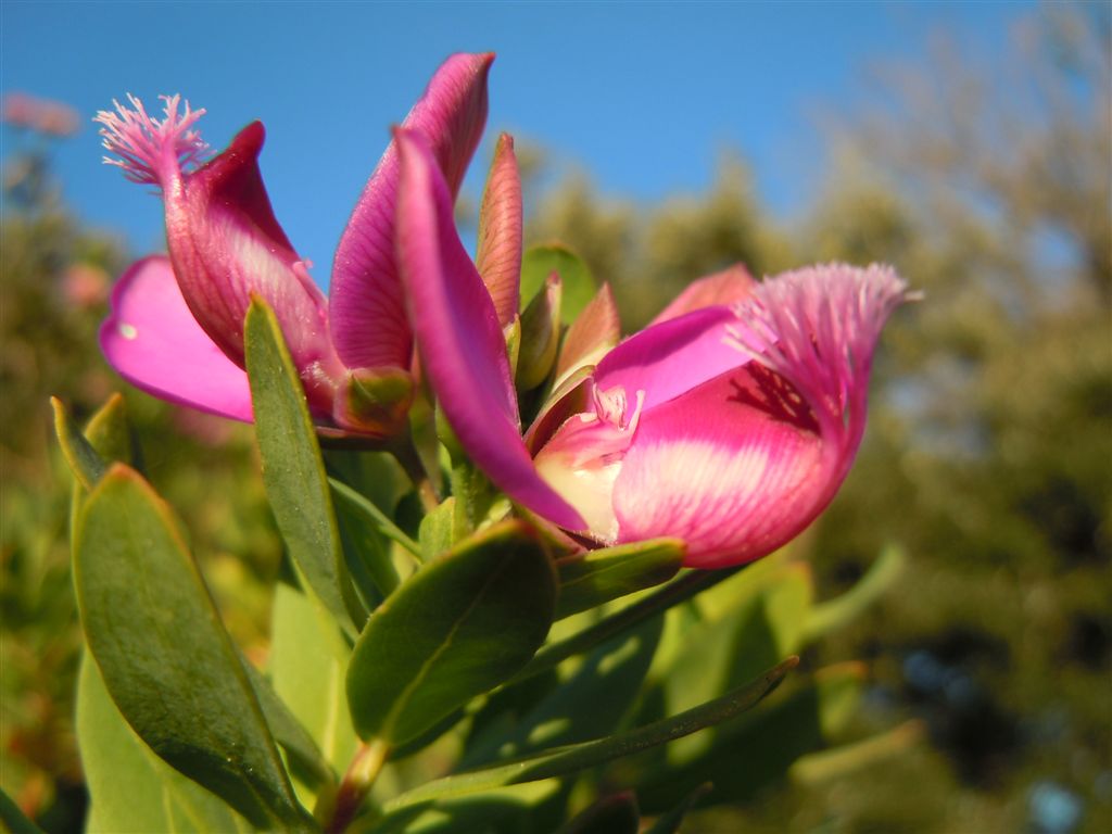 Polygala myrtifolia